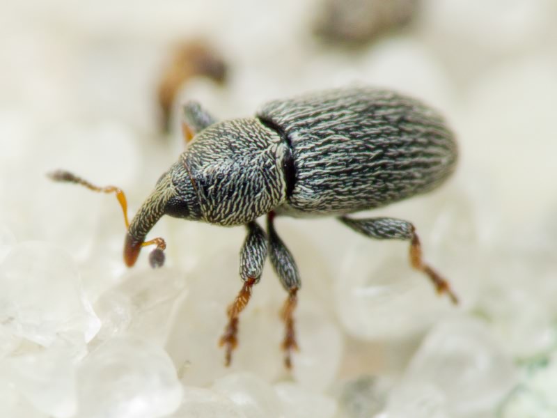 Tychius picirostris (Fabricius, 1787)